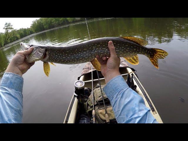 Kayak Fishing - River fishing for big pike and bass with swim jigs. Trailer change saves the day!