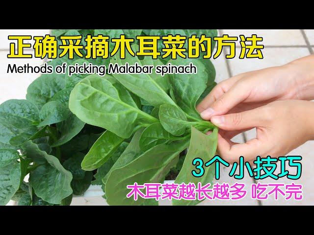 如何正确采摘木耳菜？采摘后的管理方法；如何扦插木耳菜？掌握这3个小技巧，木耳菜才能越长越多！|Methods of picking Malabar spinach