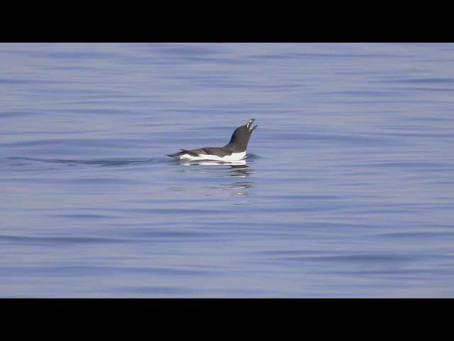 Razorbill (Alca torda) - swimming and calling on the North Sea by the mouth of the River Dee