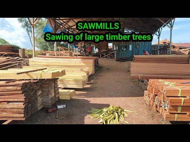 SAWMILLS //Sawing of large timber trees