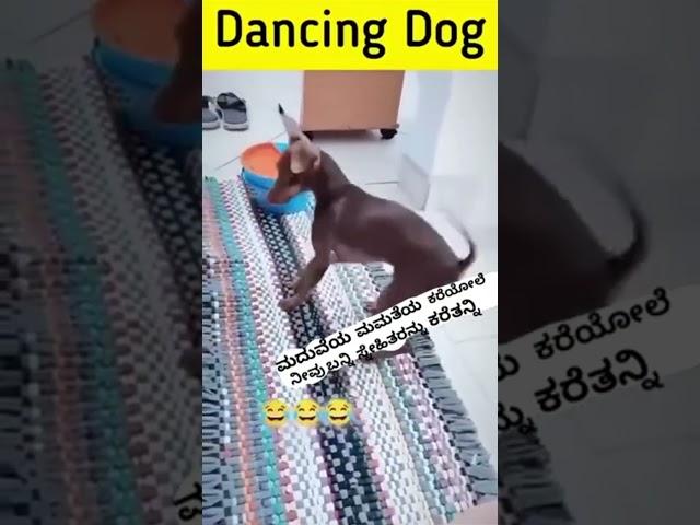 dancing dog #comedy _777 Vines__