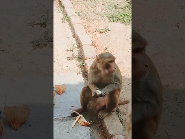 #viral #shortvideo #monkey  #monkeyvideo   #gaintwheel #bts #pewdiepie #shorts