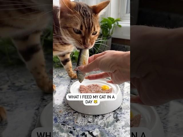 What I feed my Bengal cat in a day  #catfacts #catlover #rawfedcat #rawdiet #catnutrition