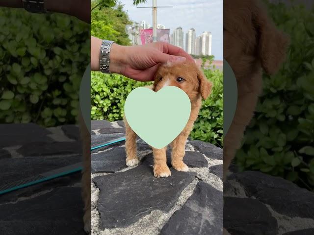 왕크니까 왕귀여운 골든두들 깡수공주님