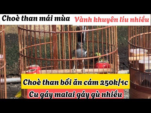 Choè than mái con mùa 2 ️️ than bổi nuôi vài tháng hót 250k️️ cu gáy malai