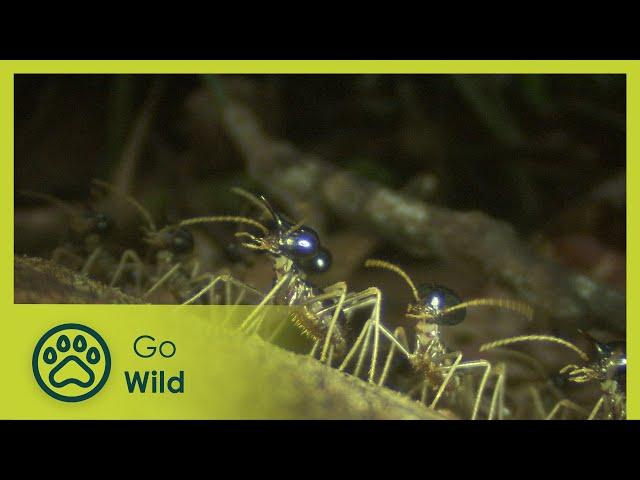 Termites - The Inner Sanctum - Go Wild