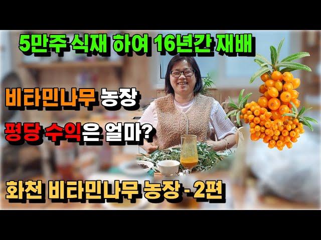 비타민나무 농장 평당 수익과 1년 사이클은 어떻게 될까요?(귀농작물,귀농,귀촌)