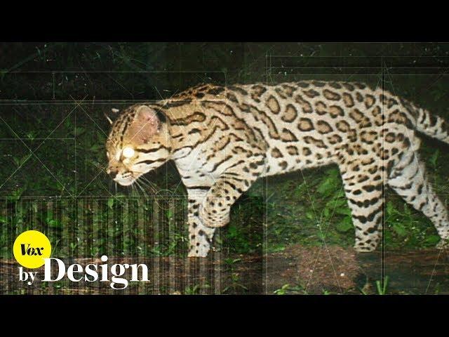 How Trump's border wall would disrupt nature