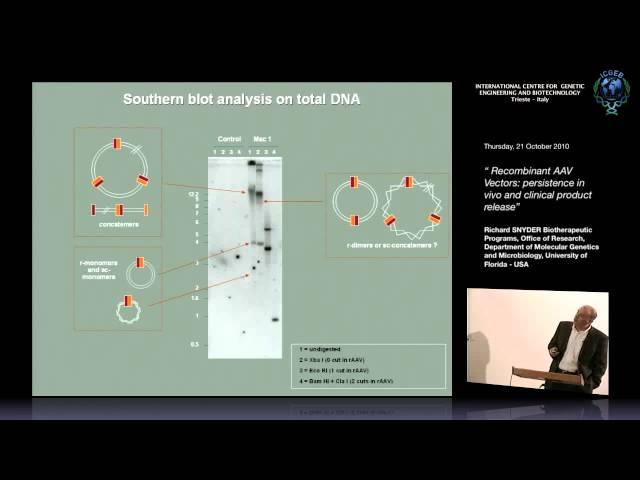 R. Snyder - Recombinant AAV Vectors: persistence in vivo and clinical product release