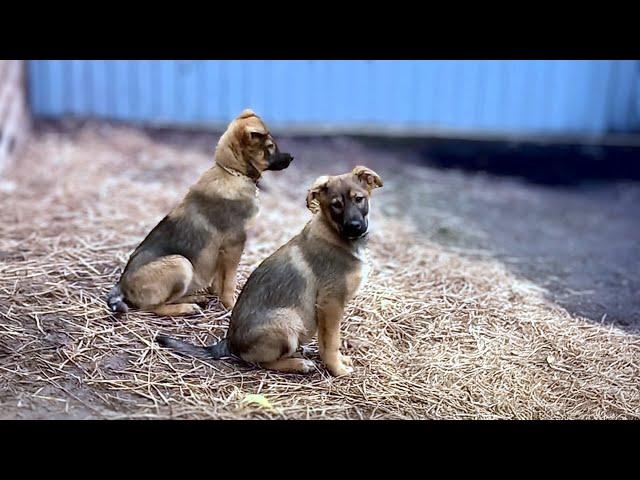 Left to Fend for Themselves – Two Puppies Struggle After Being Abandoned