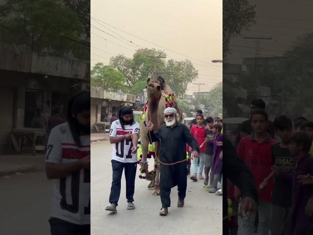 Qurbani 2025️camel ko choro chacha ko dekho #love #cow #qurbanvlogs #camel #bakraeid #animals