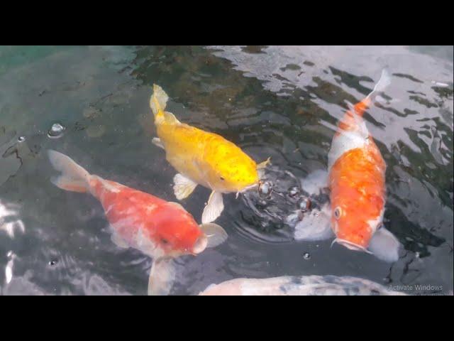 NAQDA - Ornamental Fish Breeding and Training Center / Randenigala, Dambulla, Sri Lanka