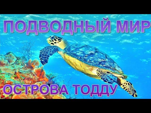 Мальдивы. Подводный мир острова Тодду. Maldives. Underwater world