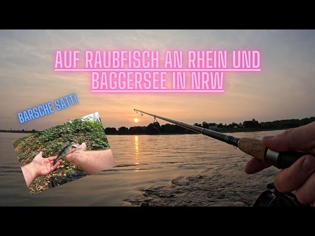 Auf Raubfisch am Rhein und Baggersee - BARSCHE SATT! - Endlich wieder Angeln!