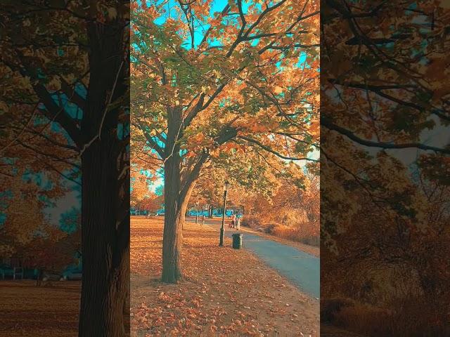 Bye-bye autumn for this year #newyork #autumn