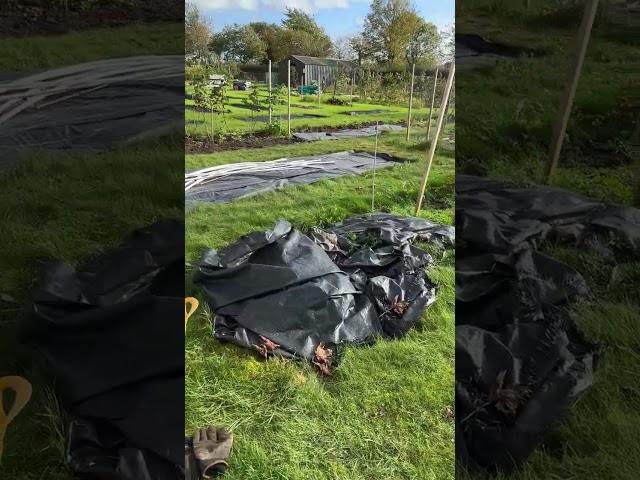 Cheshire Allotment Diary Ep1 - Preparing for Winter - October 2023 Progress