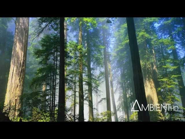 Carbon Based Lifeforms - Photosynthesis