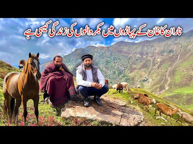 How is the life of Bakrwals in the mountains of Naran Kaghan 