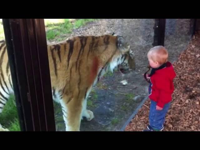 Fearless baby and hungry tiger