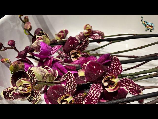 Пересадка орхидеи в закрытую систему после покупки … #orchid #пересадкаорхидей #phal