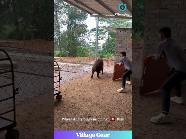 Dude Used a SHIELD on a Boar?  Boar Wrangling Level Expert! #funnyanimals #boar #skills #wild #lol