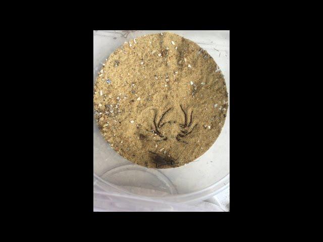 @Philip fish 50 a  extremely fast #sixeyedsandspider takedown #shorts  #shortvideo!