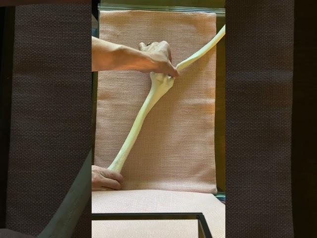 Humerus