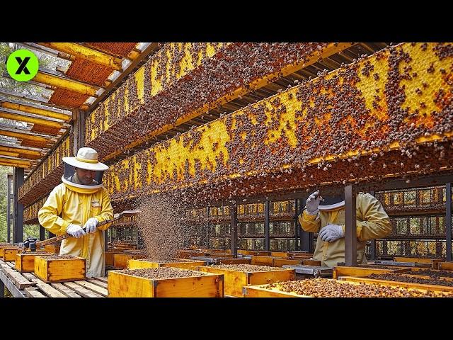 INCREÍBLE Proceso de la MIEL  | Así se CREA la MIEL MÁS PURA de Las ABEJAS