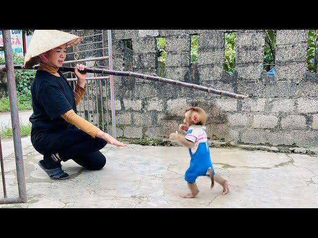 Baby monkey Tina jumped for joy when she saw her mother come home.