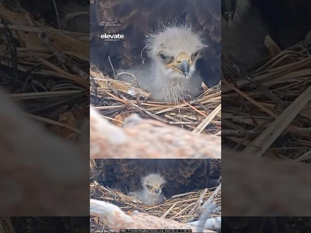 Eagles Nest Cam Highlights 2025 #jackie #shadow #sunny #gizmo