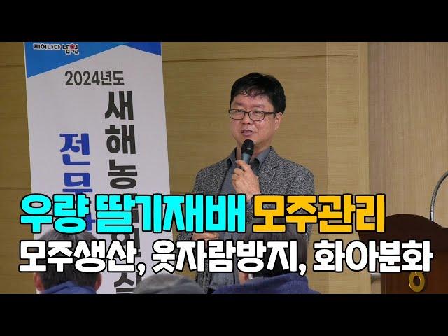 우량딸기재배 모주관리 모주생산 웃자람방지 화아분화