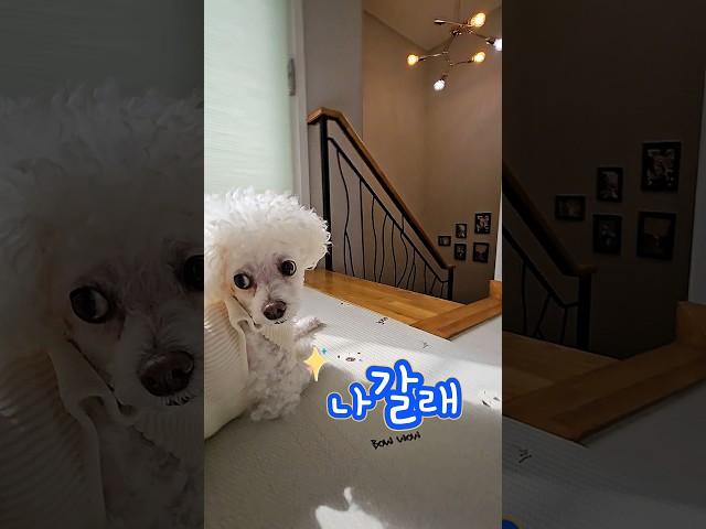 친구 왔다고 말하는 강아지 #shorts #funnyshorts #cutedog