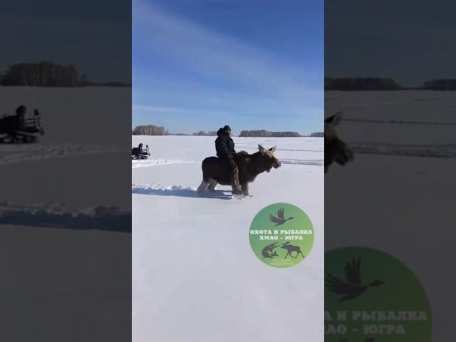 Загнали лосей на снегоходе. Осторожно Мат!! 18+