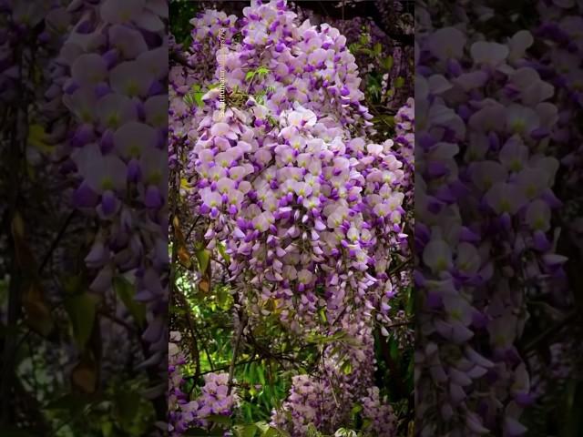 beautiful visitera flowers #flowers #shorts