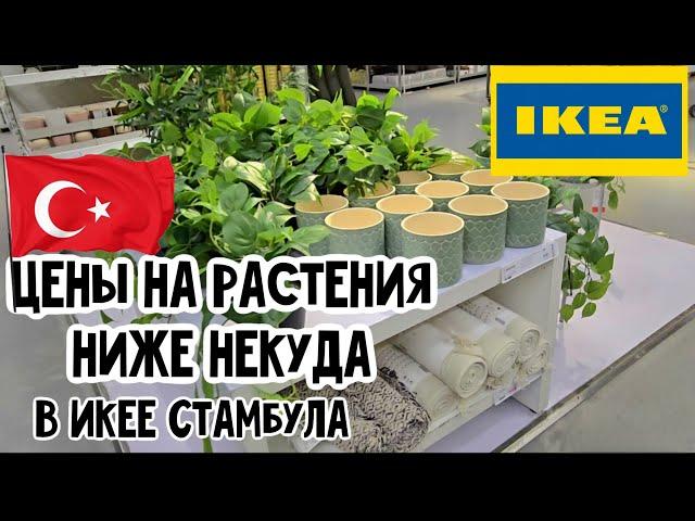 IKEA в Стамбуле. Обзор растений и аксессуаров с ценами. Как выбрать сансевиерию без клеща