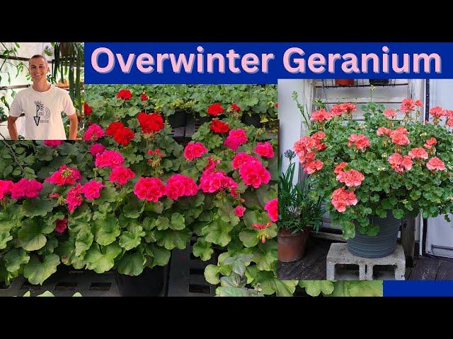 Overwintering GERANIUM: How to Store your Geranium through the Winter