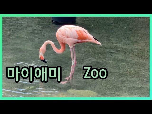 [미국일상]더위에 지친 동물들 마이애미 동물원 VLOG Zoo Miami