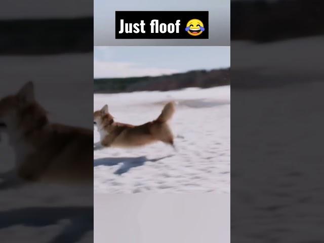 OMG aww dogs doing funny things shorts #cute #funny #shorts #2022 #trending #viral #fyp #doglover