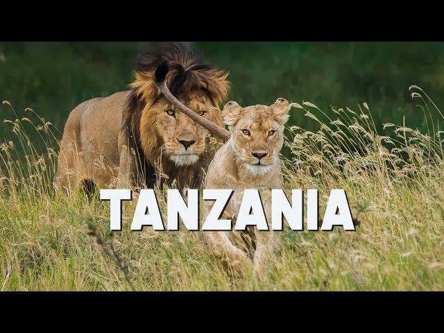 Tanzania Safari Tips - Serengeti, Ngorongoro, Tarangire, Lake Manyara  | The Planet D