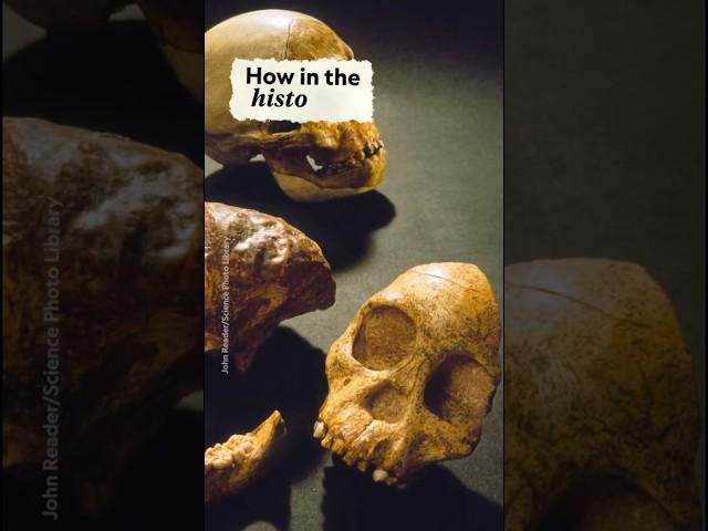 evolution and primate skull