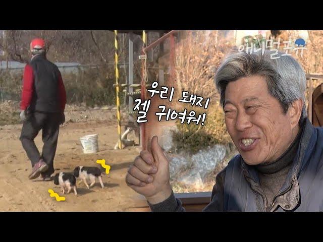 할부지 뒤만 졸졸 따라다니는 귀여운 아기 돼지들ㅋㅋ | KBS 생생정보 201119 방송