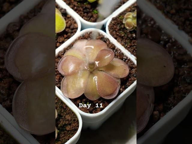 Day 11. 2025/3/24 watering my pink Pinguicula Pirouette #plants#farmer #healing#relaxing#water#成長記録