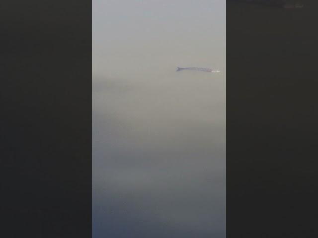 #nature #water #물고기#자연#생태#구름&안개처럼보이는 물#자연현상