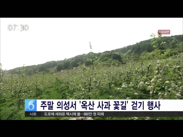 [안동MBC뉴스] 주말 의성서 '옥산 사과 꽃길' 걷기 행사