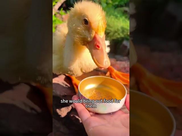 She bought a house for the 3 ducks.#ducklings #shorts #pets #cute #love
