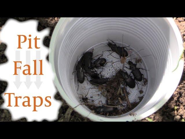 Collecting Insects with Pit Fall Traps