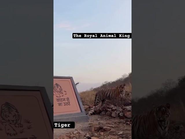 The Royal Animal King ️#tiger #animals #love #viralvideo