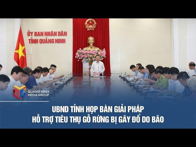 UBND tỉnh họp bàn giải pháp hỗ trợ tiêu thụ gỗ rừng bị gãy đổ do bão