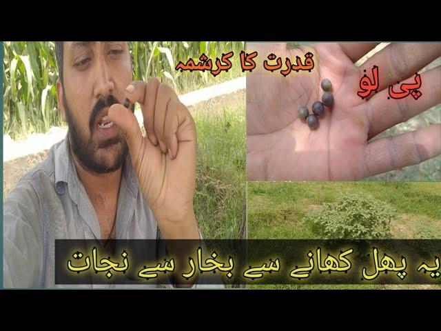 kudrat ka Karishma || Pakistan of village life || kasan life || sameen village vlogs