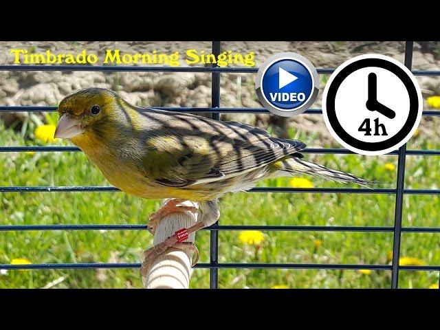 Canary Bird Singing - Timbrado training video